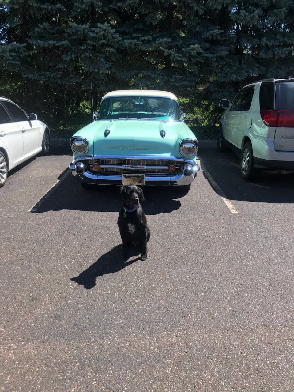 Black dog sits in front of a teal classic car in a parking lot on a sunny day.