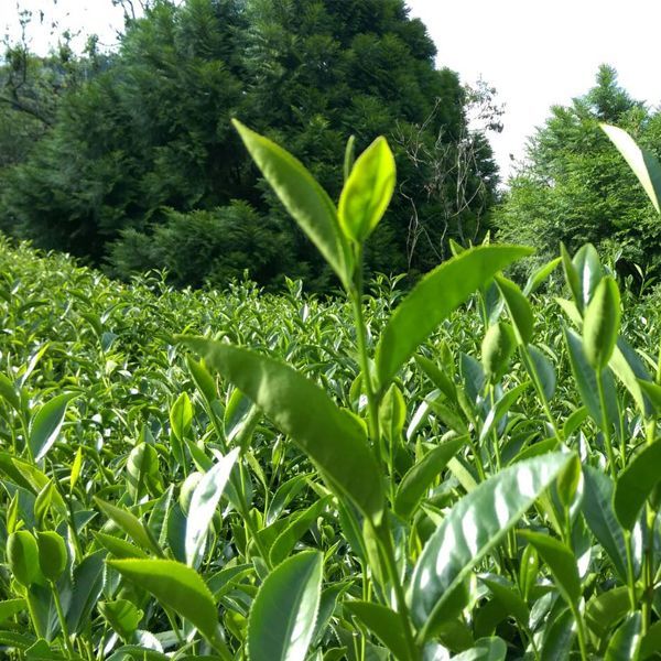 茶種 TEA TYPE