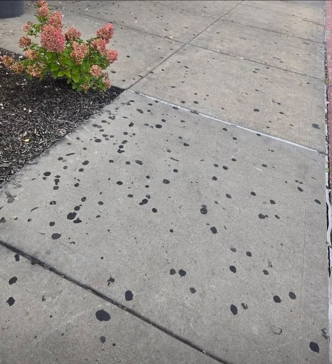Concrete sidewalk with many scattered dark, irregular spots or stains next to a small, pink-flowering shrub.