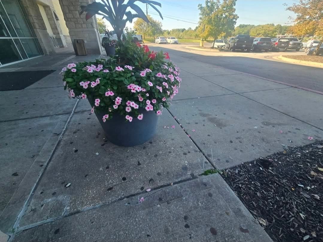 A large, gray planter filled with green foliage and light pink flowers sits on a concrete sidewalk near a building.