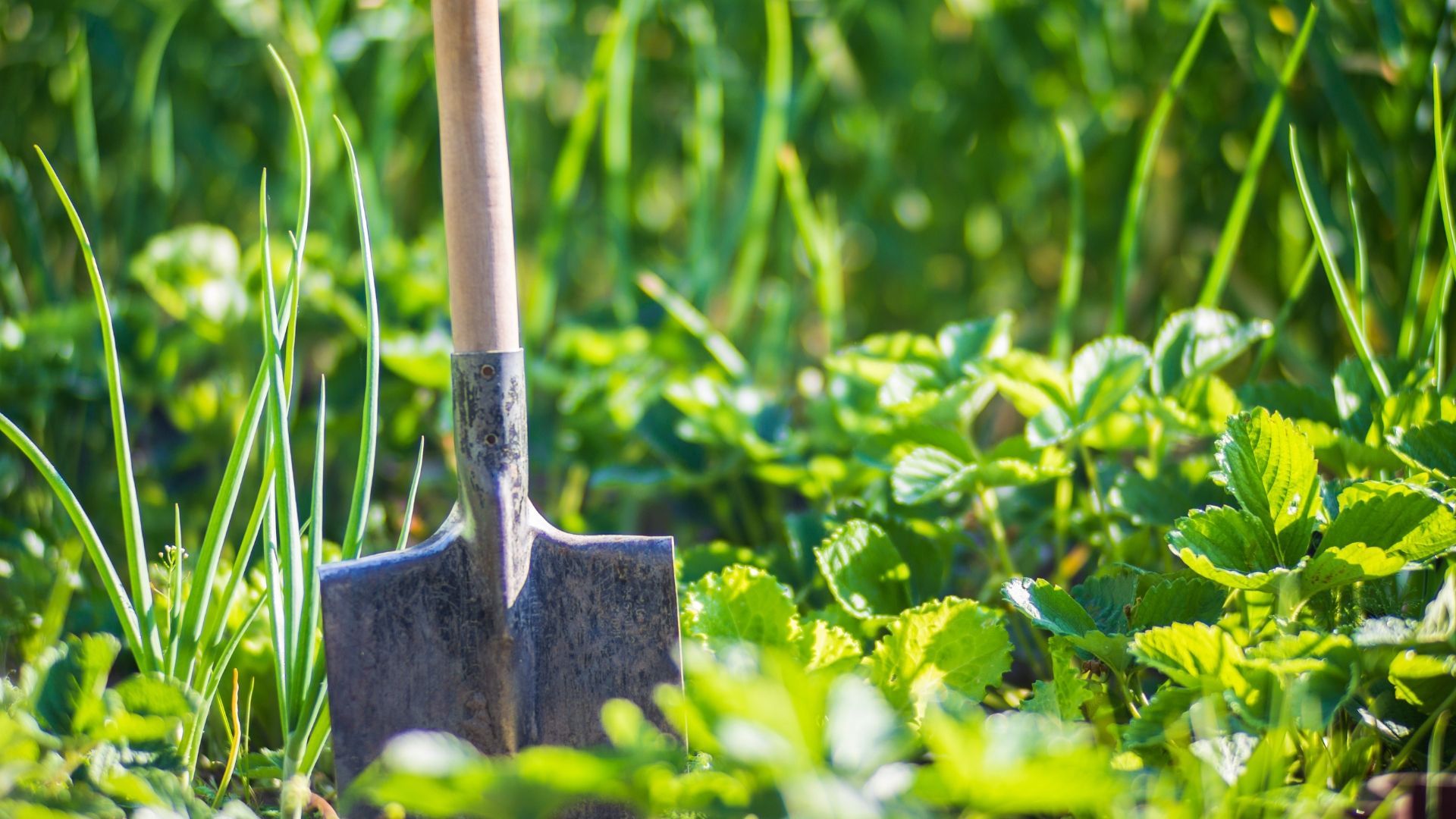 Can you bury someone in your garden? The answer is yes – but it's not always straightforward. Learn the key facts about home burial.
