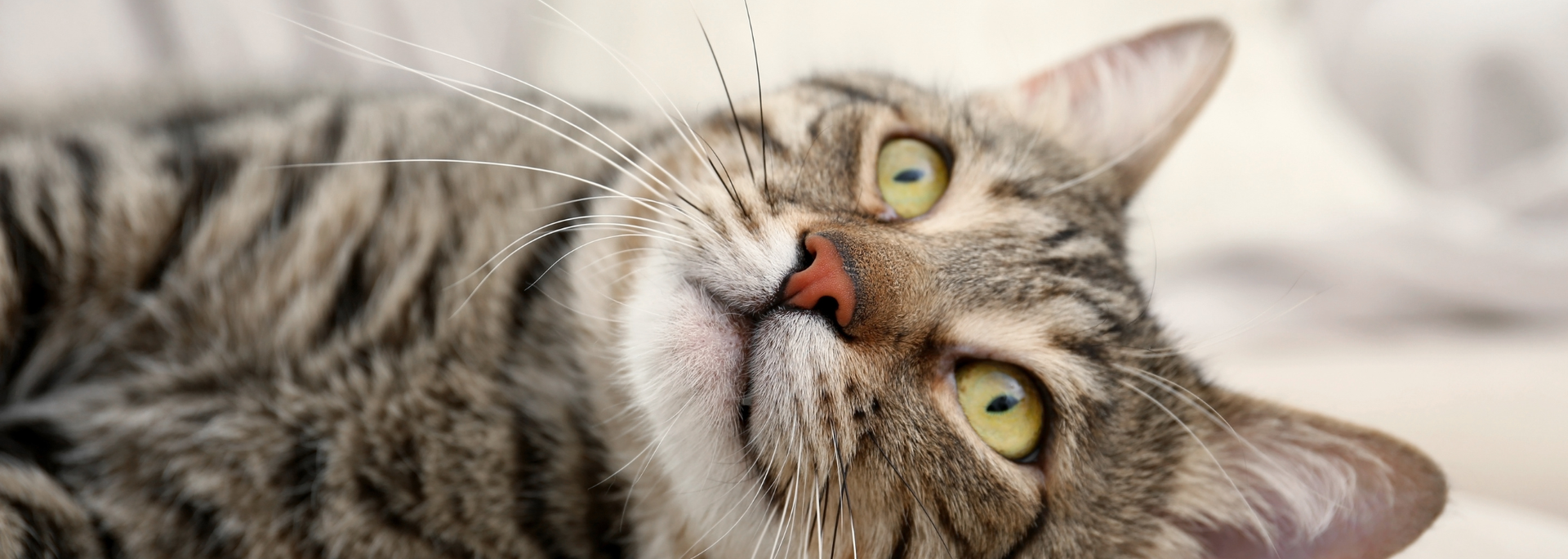 Picture of a cat. Picture of a cat.