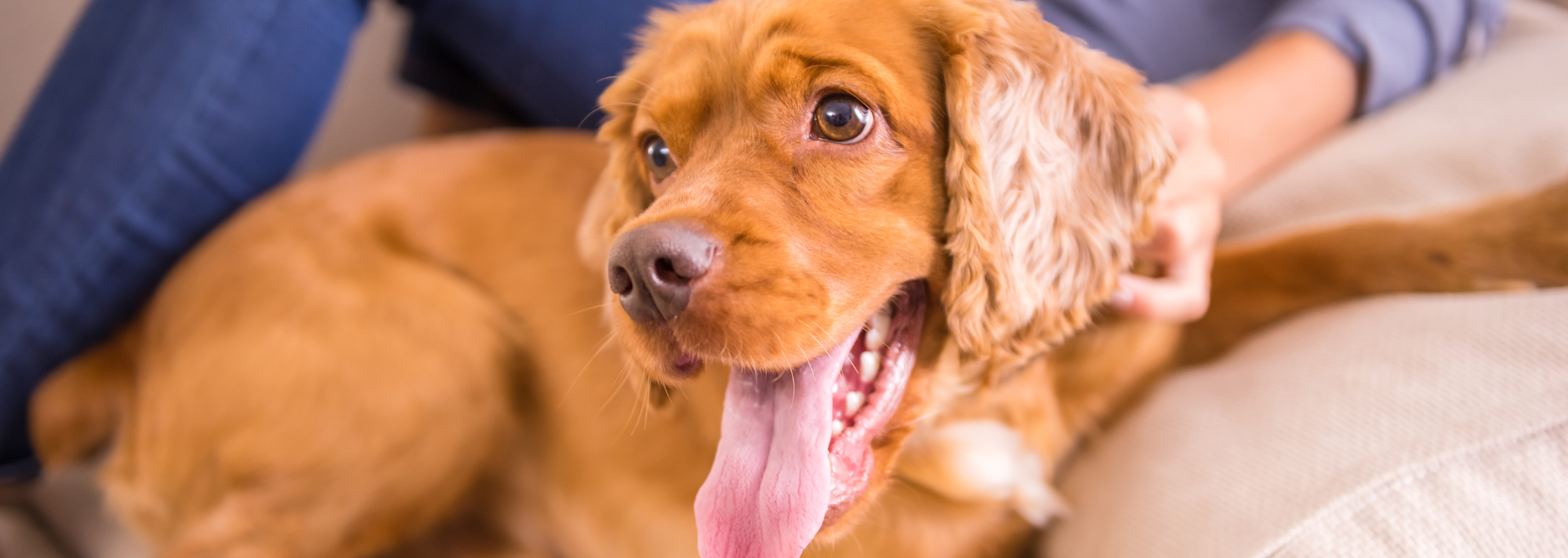 Picture of a dog. Picture of a dog.
