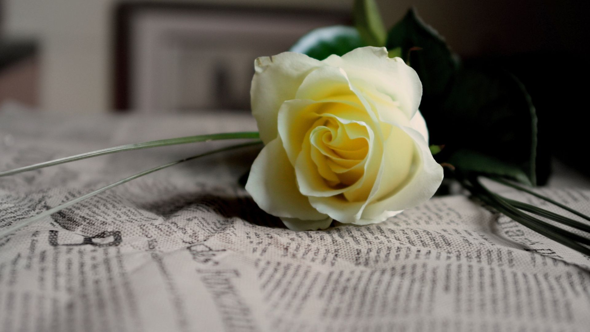 Have you been tasked with writing a funeral eulogy? Explore 5 examples to help you get started.
