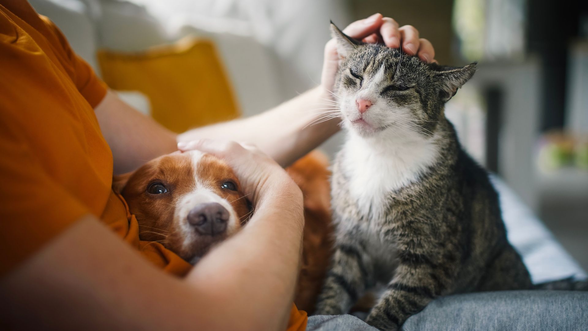 What happens to pets when their owners die? It's a sad question without an easy answer.