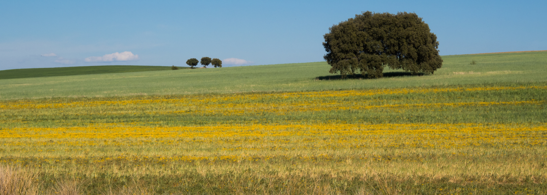 Picture of an open field. Picture of an open field.