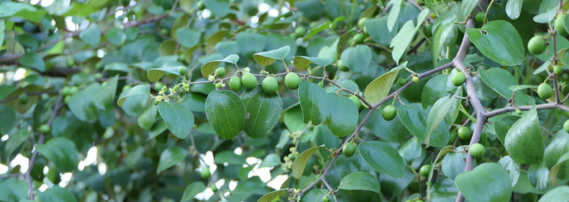 Picture of lote leaves.