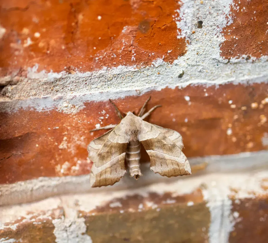 integrity-pest-management-llc