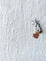 integrity-pest-management-llc-service-area-image