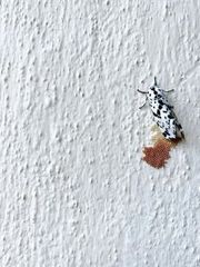 integrity-pest-management-llc-service-area-image