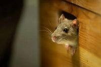 integrity-pest-management-llc-rodent-control-service-image