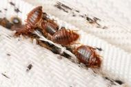 integrity-pest-management-llc-general-pest-control-service-image