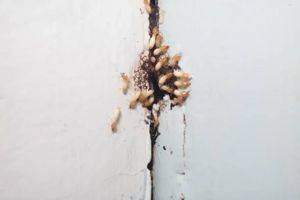 integrity-pest-management-llc-termite-control-service-image