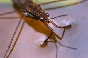 integrity-pest-management-llc-aquatic-insect-control-service-image