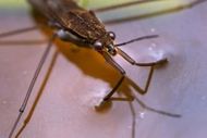 integrity-pest-management-llc-aquatic-insect-control-service-image