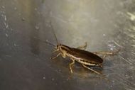 integrity-pest-management-llc-home-restaurant-pest-services-service-image
