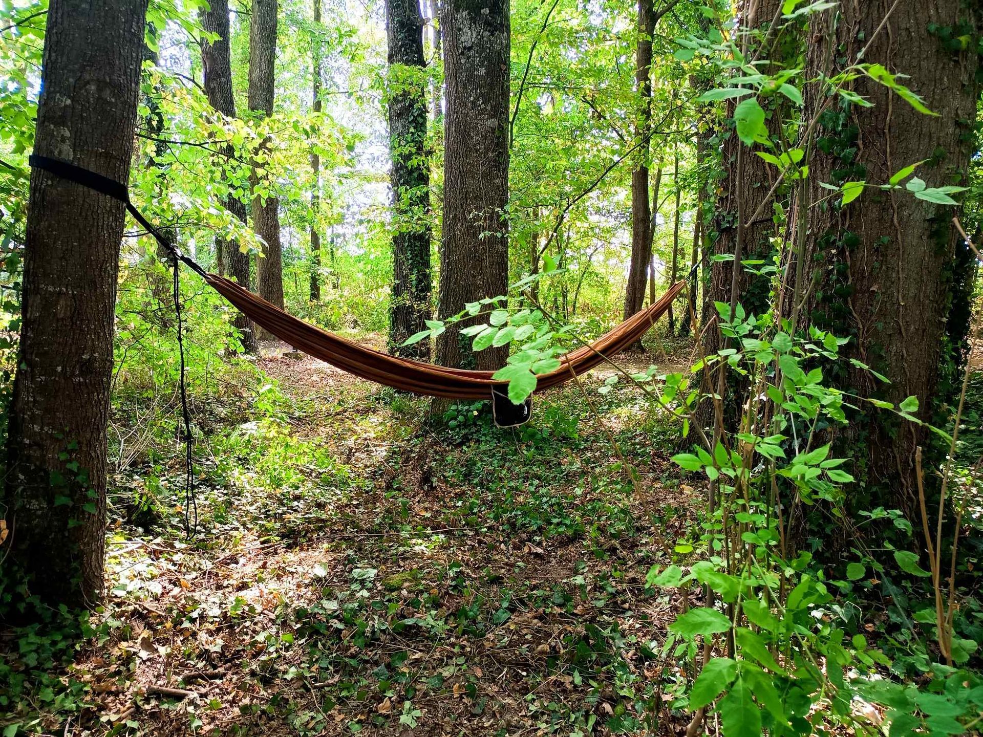 A brown hammock hangs between the trees in a clearing in the green forest.
