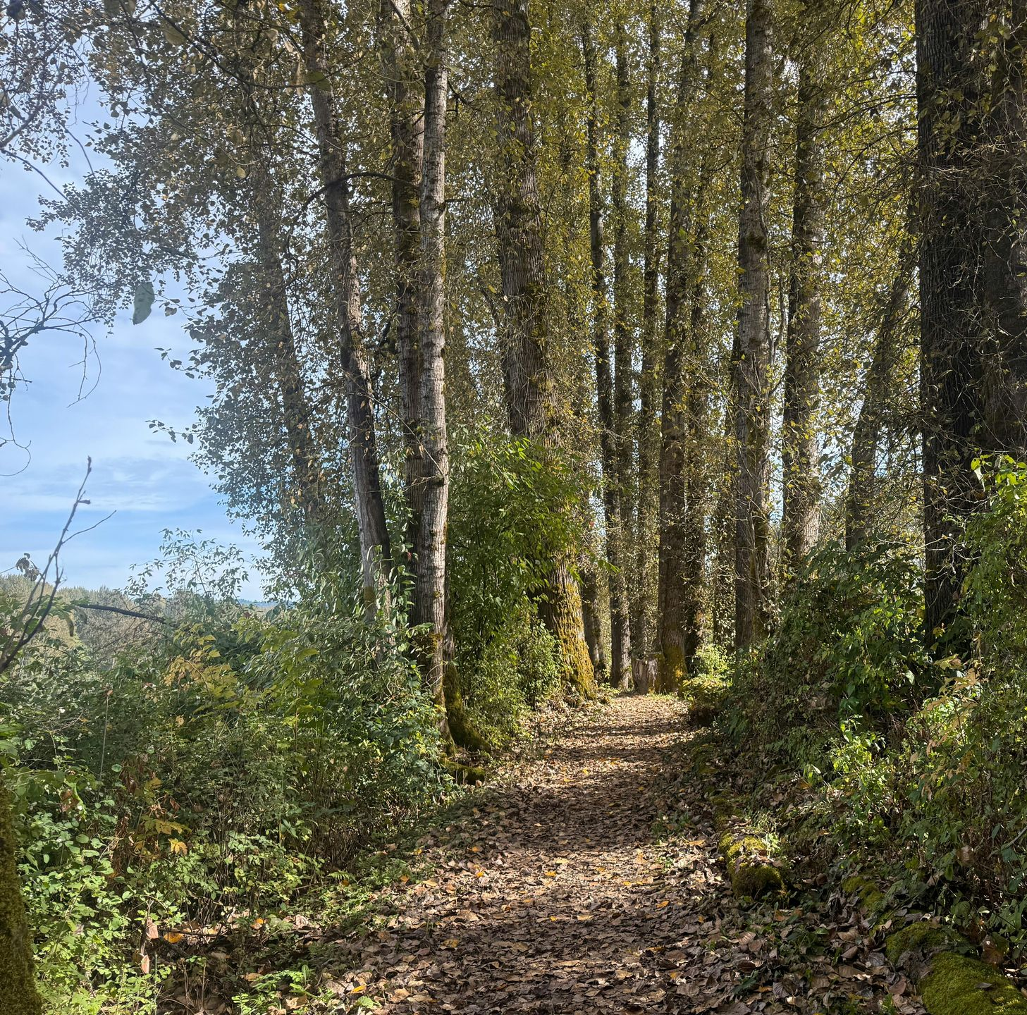 Een pad door een zonovergoten bos met hoge bomen en gevallen bladeren.