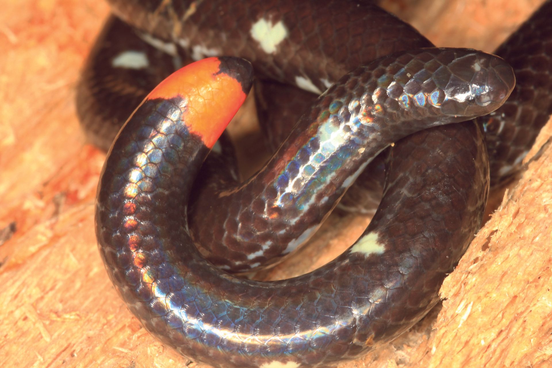 Fjellvalseslange - Anomochilus monticola