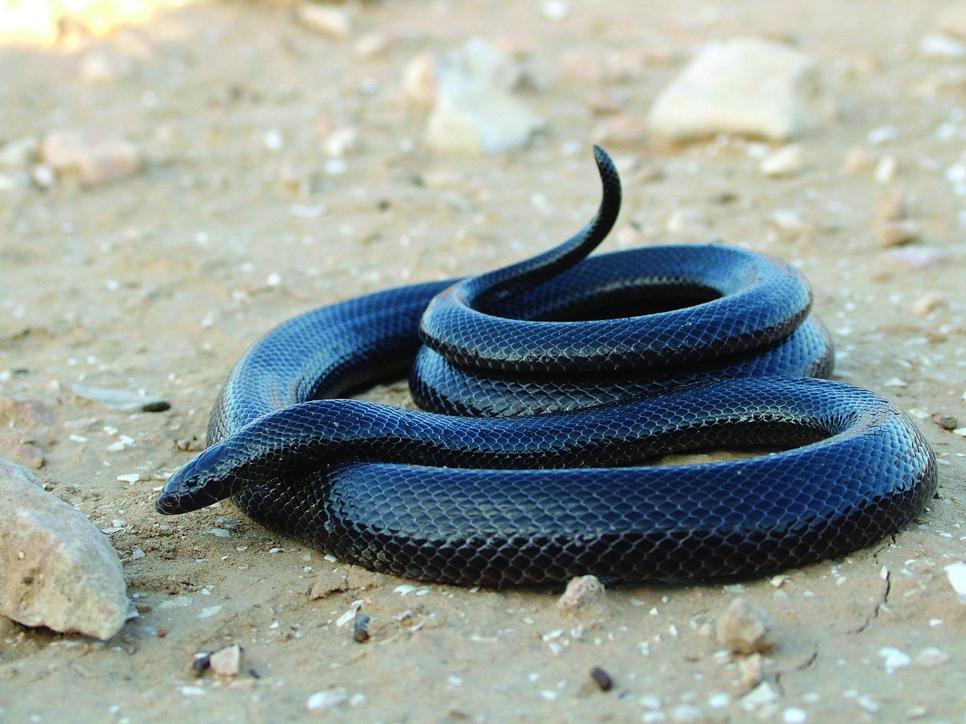 Eksemplar fra familien Atractaspididae