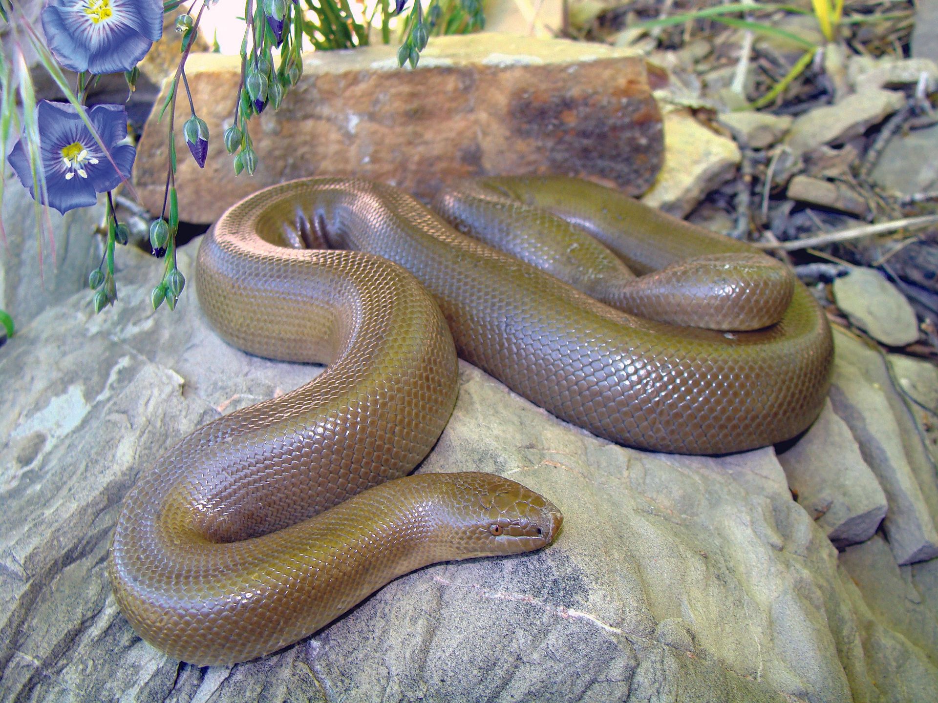 Gummiboa - Charina bottae