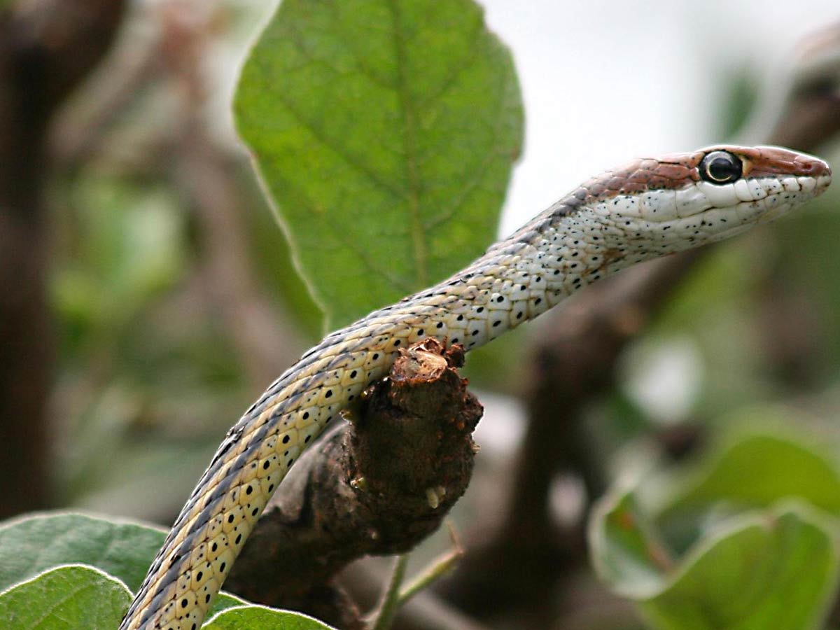 Flekkete sandsnok - Psammophis punctulatus