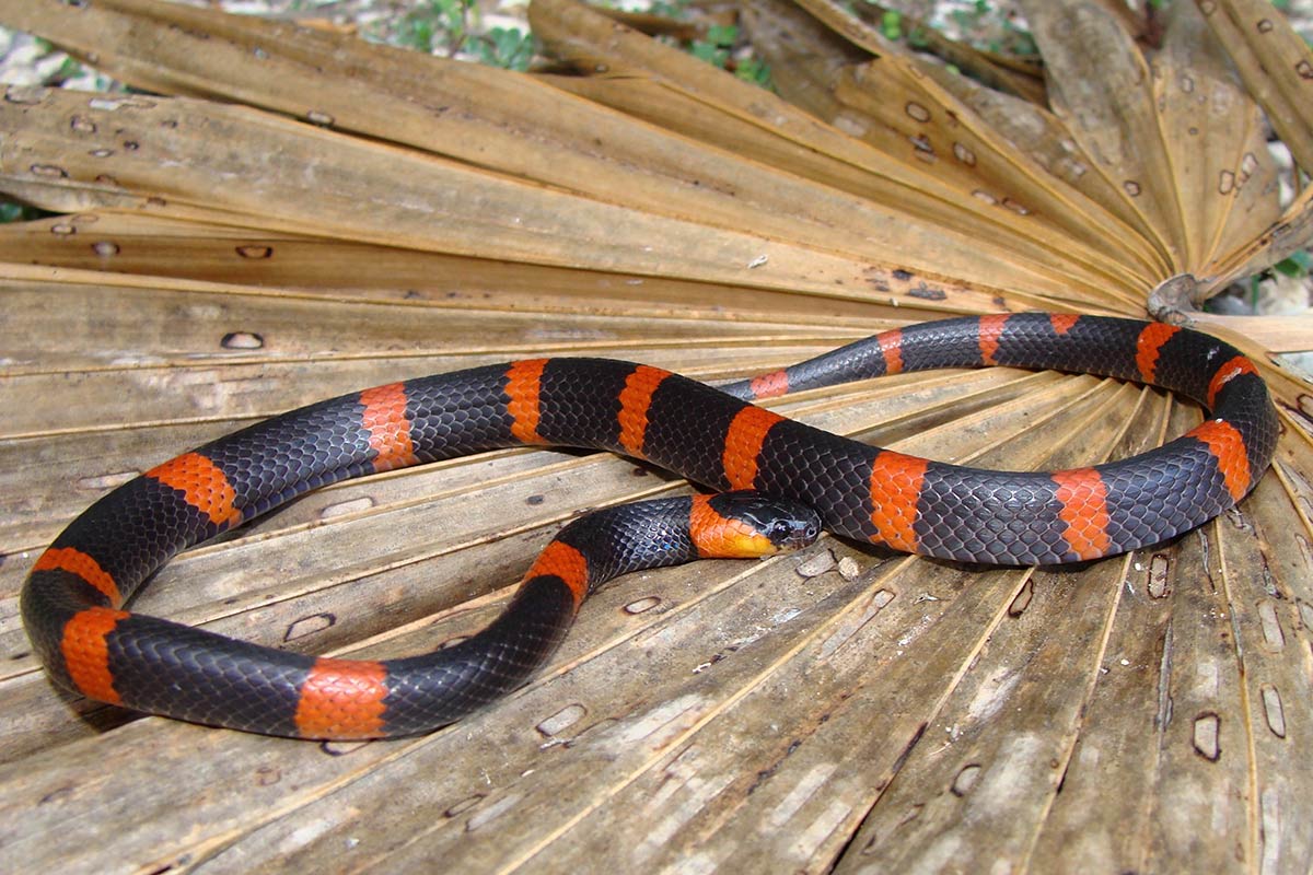 Grasi&oslash;s sneglespiser - Dipsas gracilis 