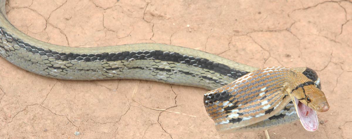 Kobberhodet rottesnok - Coelognathus radiatus