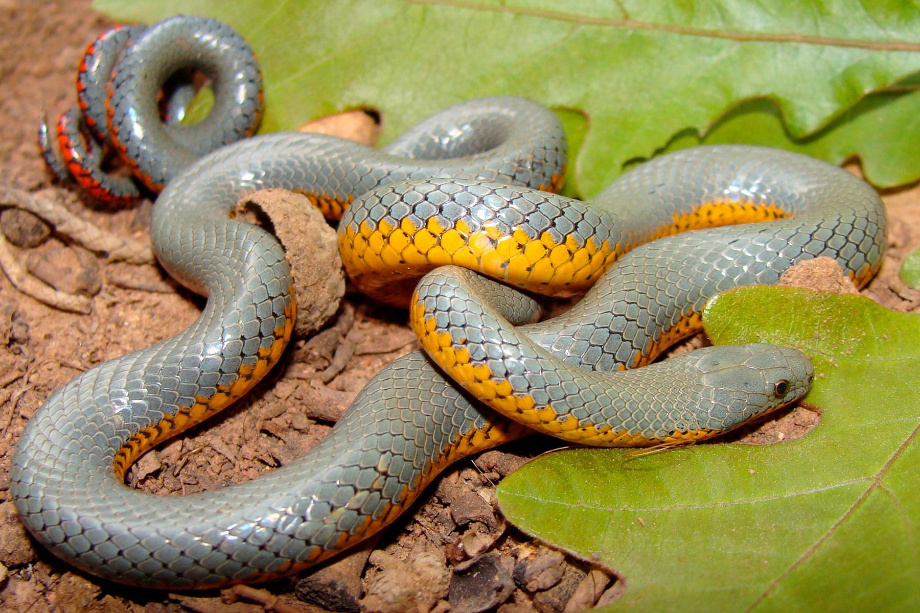 Regal ringnakkeslange - Diadophis punctatus regalis