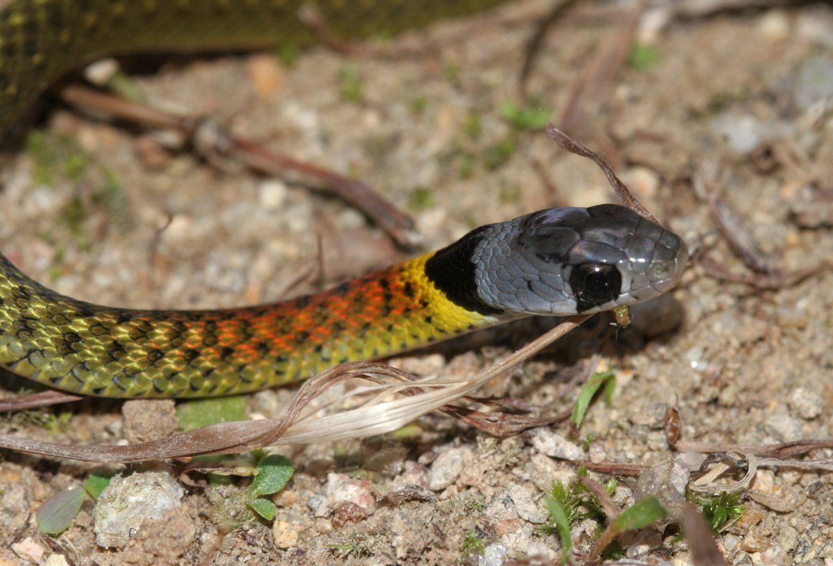 R&oslash;dnakket kj&oslash;lrygg - Rhabdophis subminiatus 