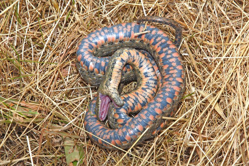 Terningslange - Natrix tessellata