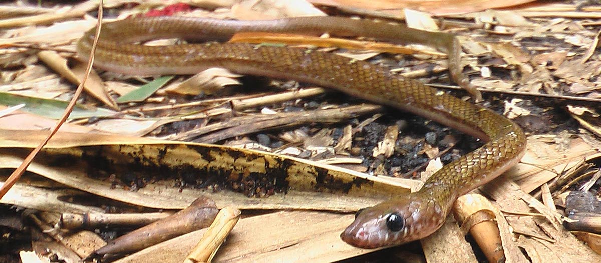 Vanlig ulvesnok - Lycodon aulicus