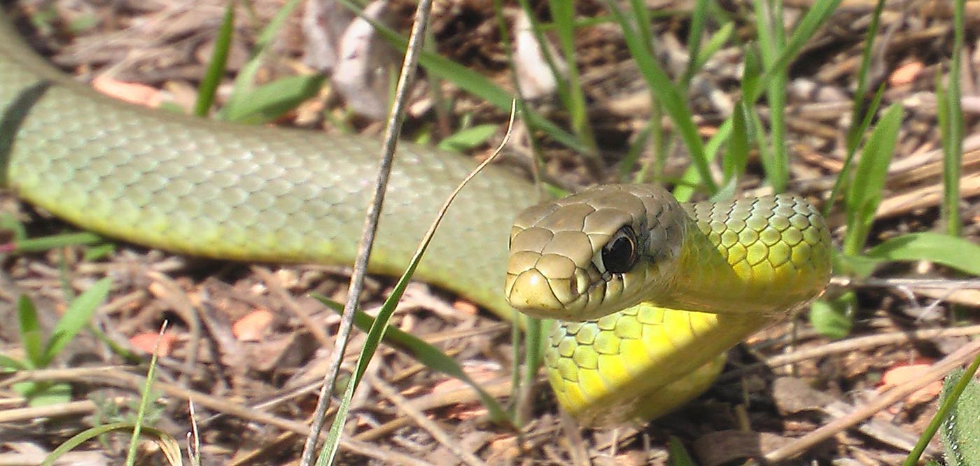 Østlig gulmaget racer - Coluber constrictor flaviventris