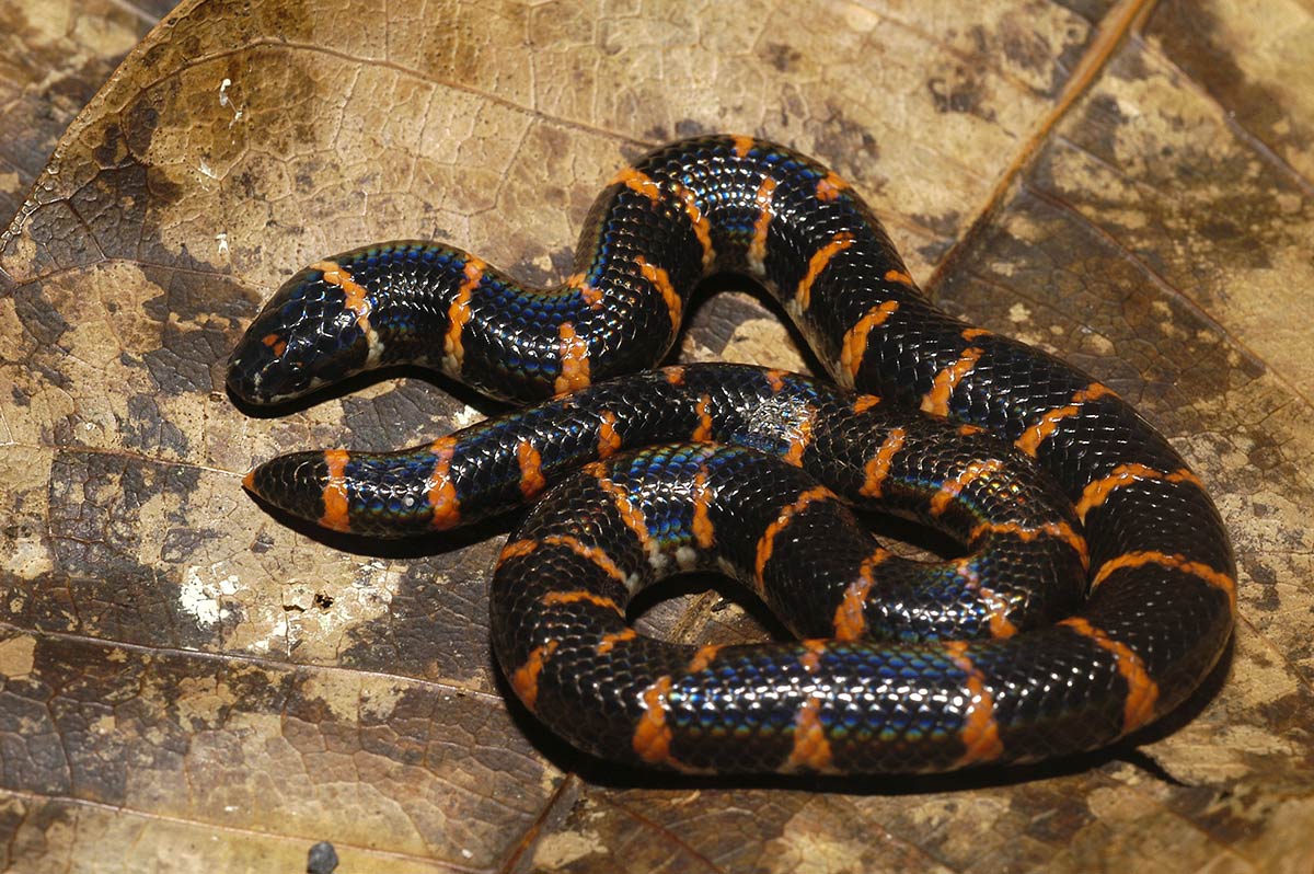 Eksemplar fra familien Cylindrophiidae.