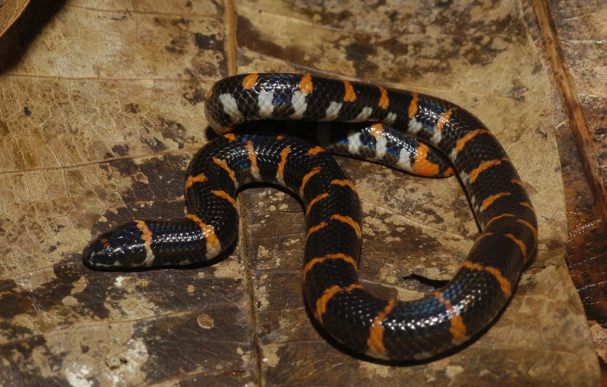 Malaysiavalseslange - Cylindrophis ruffus