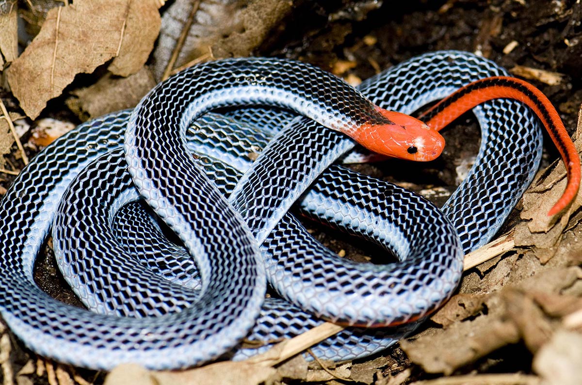 Blå malaysisk korallslange - Calliophis bivirgatus