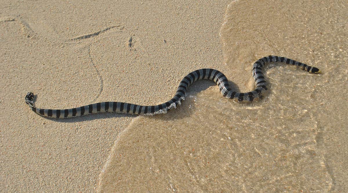 Eksemplar fra familien Hydrophiidae.