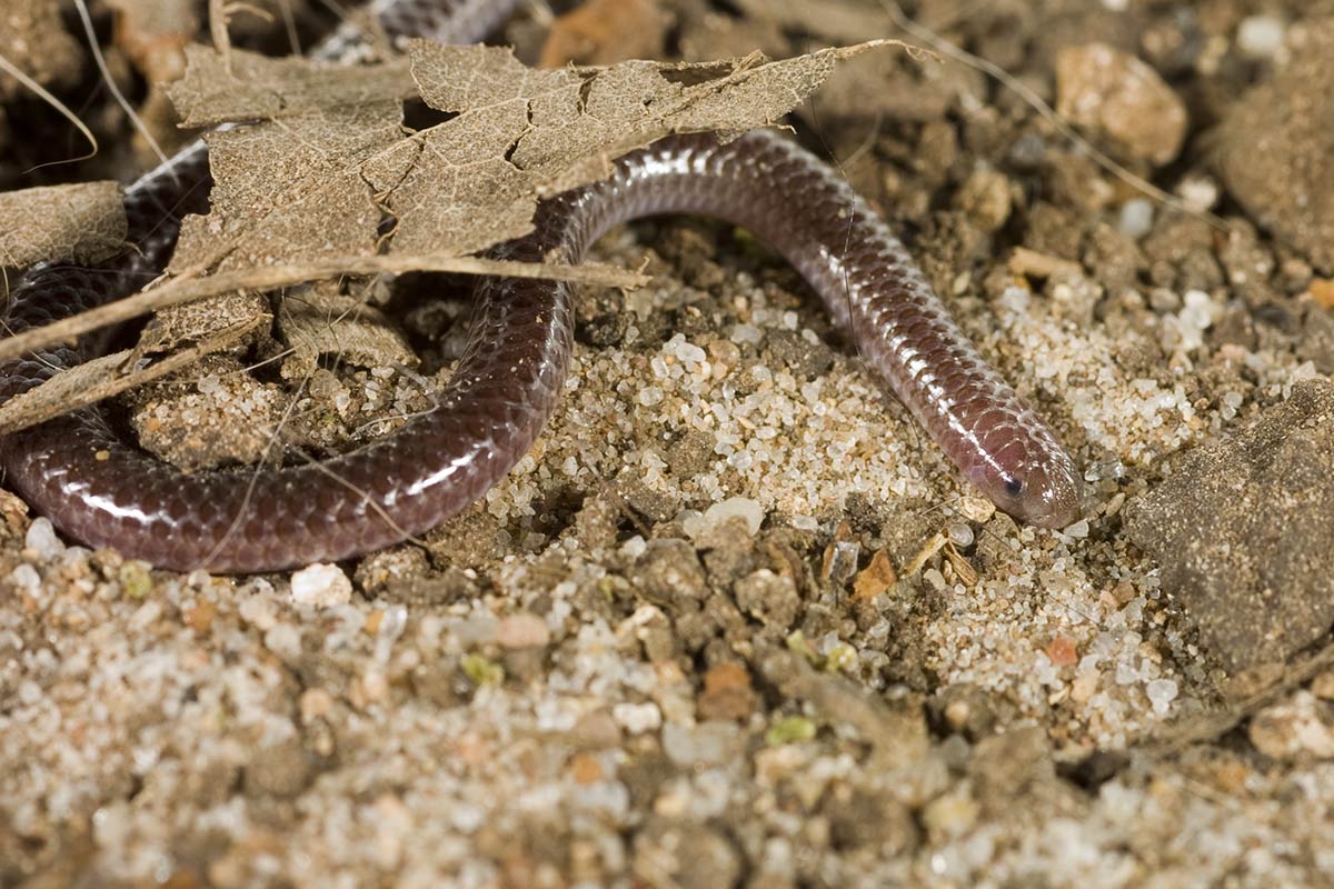 Eksemplar fra familien Leptotyphlopidae.