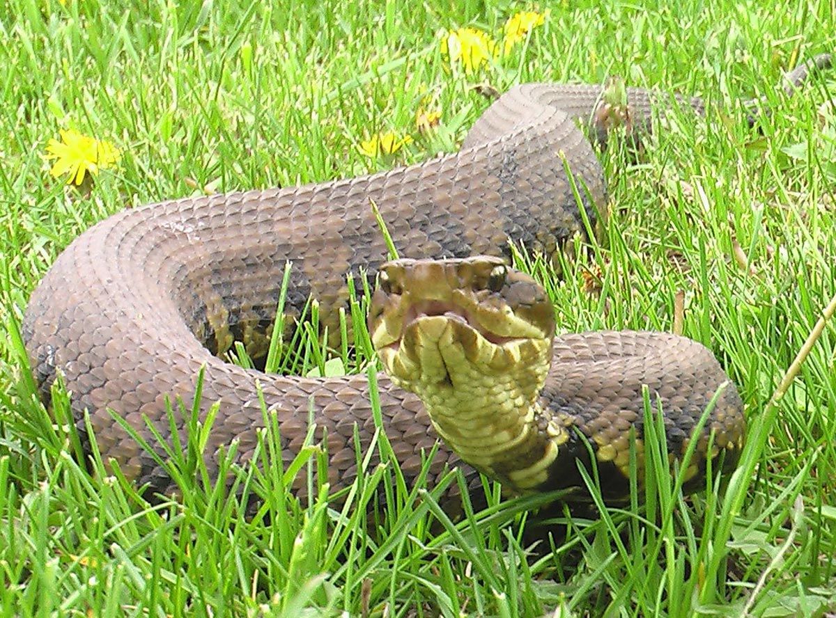 Østlig vannmokasin - Agkistrodon piscivorus piscivorus