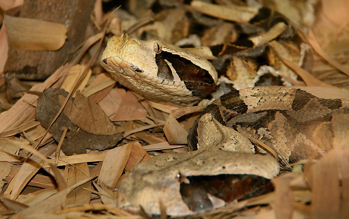 Gabonviper - Bitis gabonica