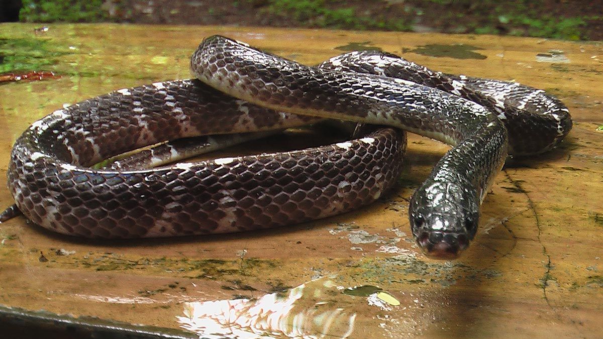 Vanlig krait - Bungarus caeruleus