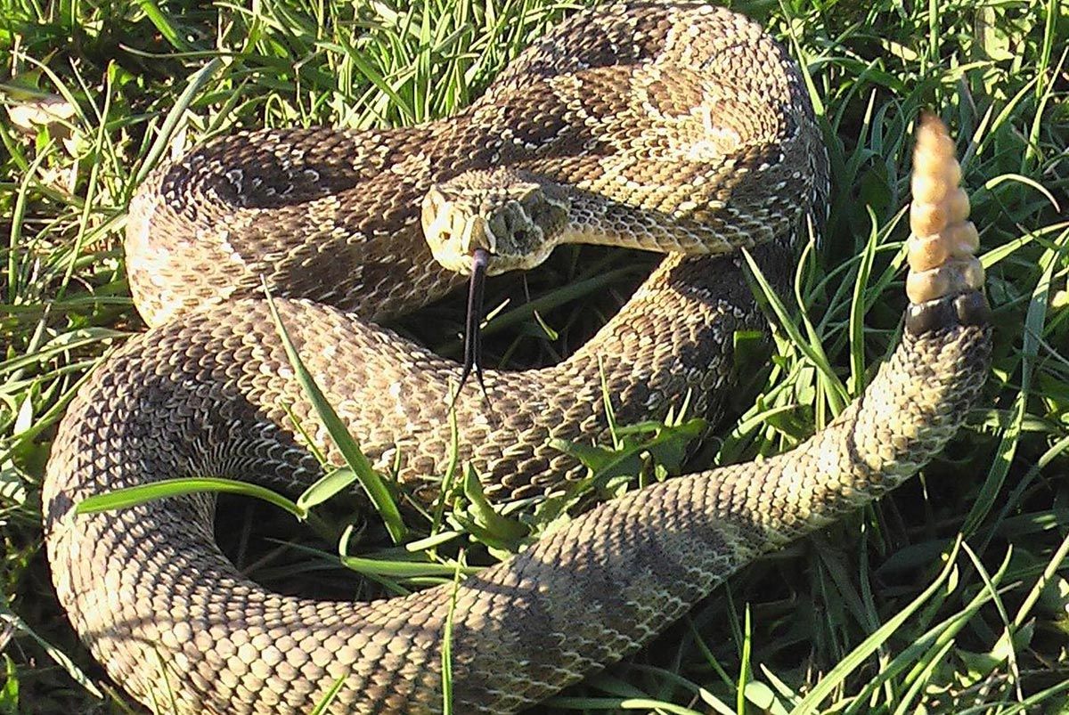 Pr&aelig;rieklapperslange - Crotalus viridis viridis