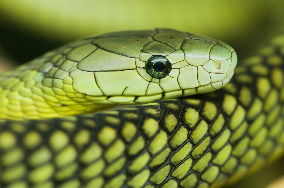 Vestlig gr&oslash;nn mamba - Dendroaspis viridis