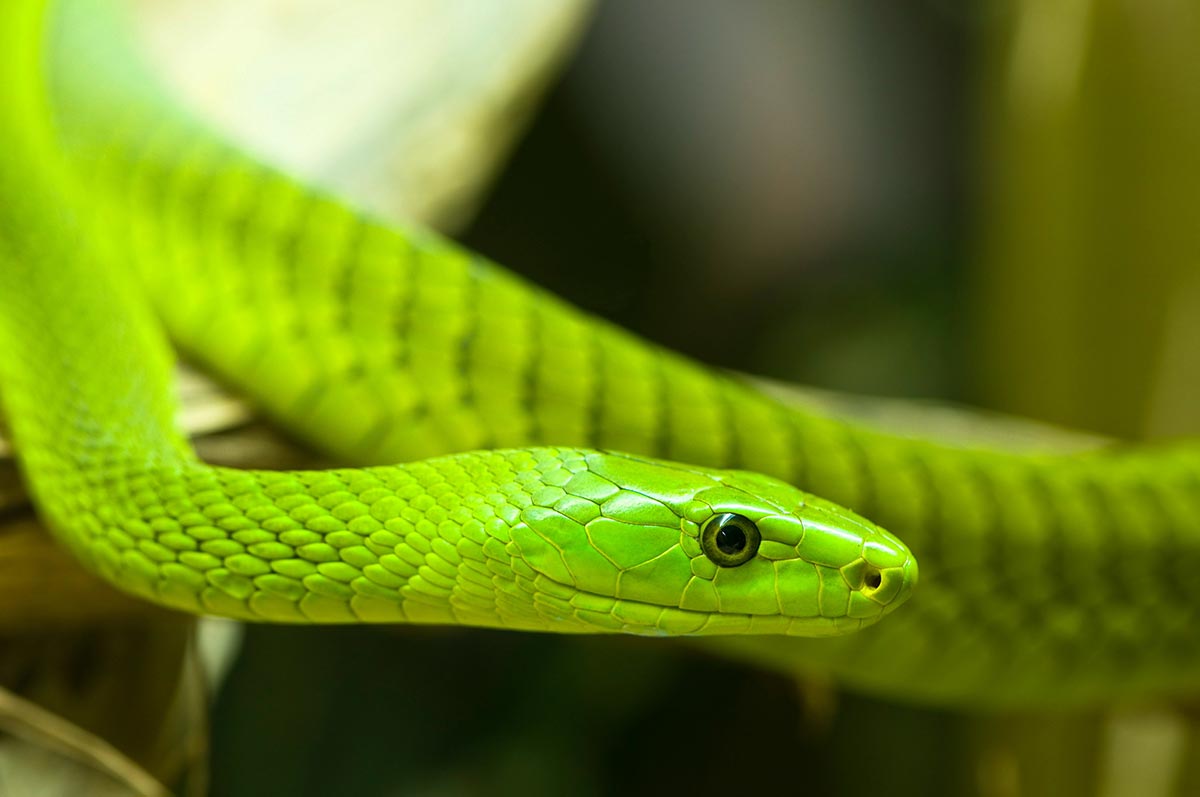 &Oslash;stlig gr&oslash;nn mamba - Dendroaspis angusticeps