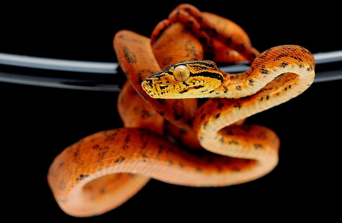 Hagetreboa (Corallus hortulanus)