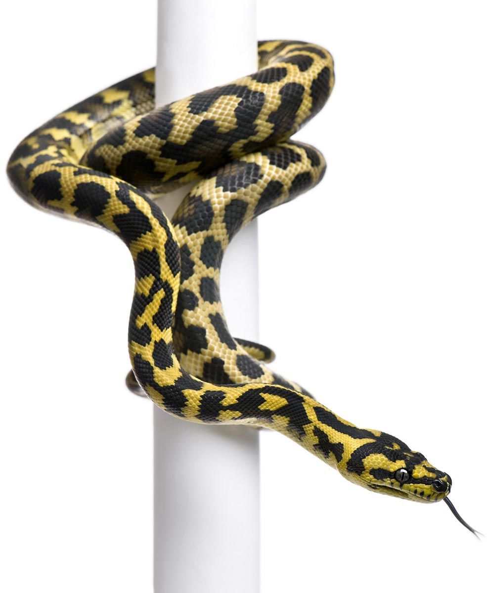 Jungelteppepyton - Morelia spilota cheynei