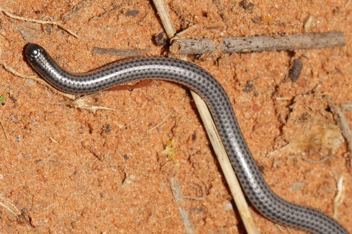 Vestlig tr&aring;dslange - Namibiana occidentalis