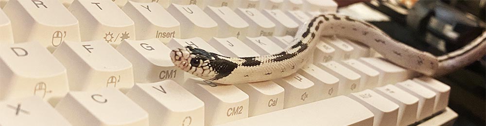 Kongesnok på tastatur