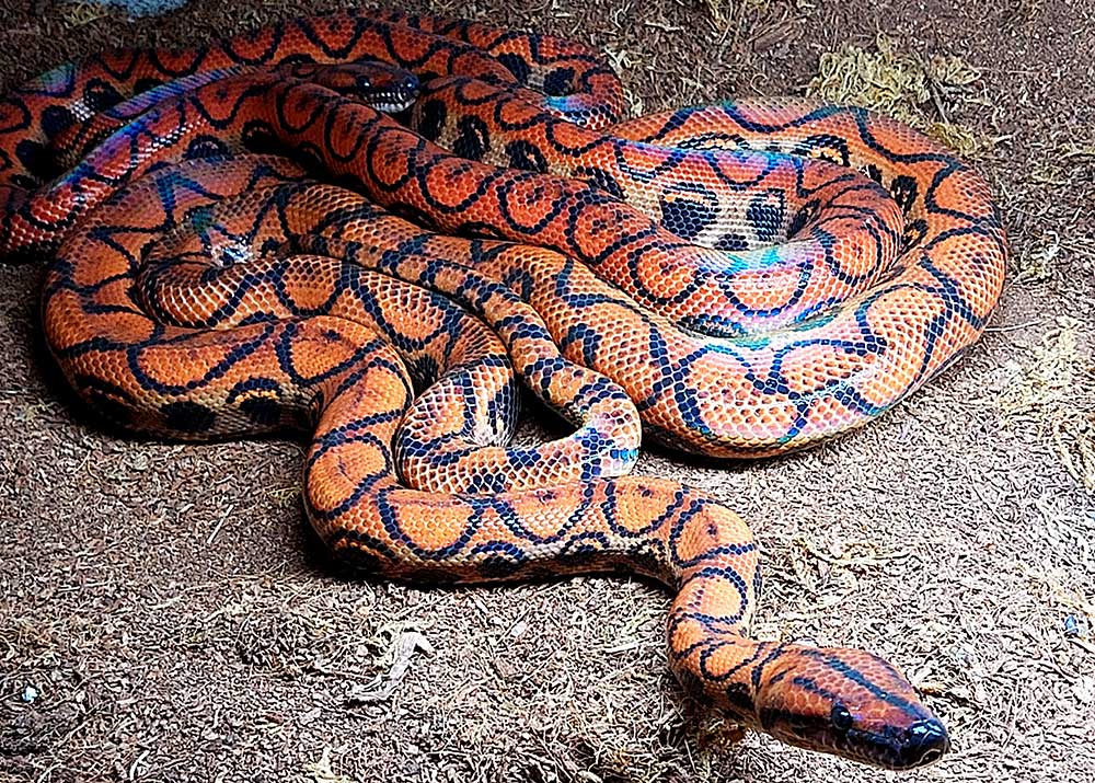Regnbueboa fra familien Boidae.