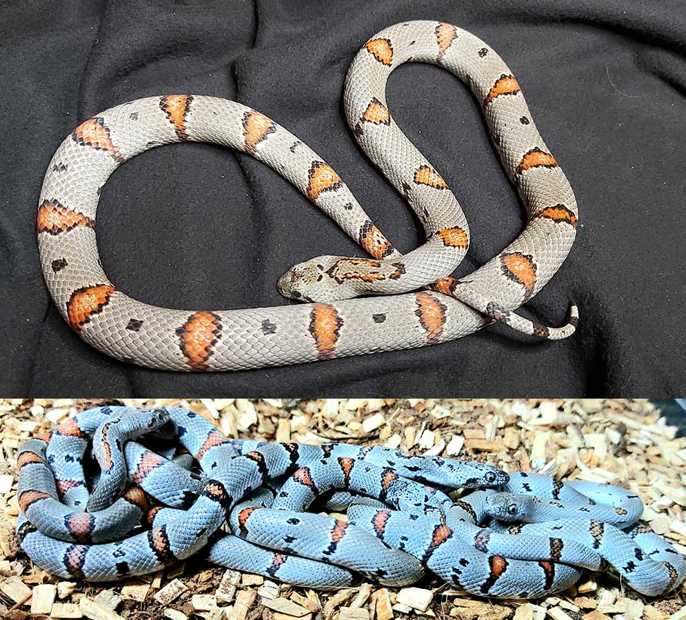 Gråbåndet kongesnok - Lampropeltis alterna